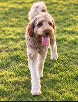 Biff, a male Labradoodle and Sheepadoodle for sale in Apopka, FL – 6 of 7