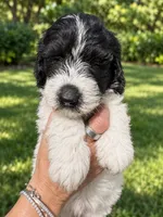 Lorain, a female Labradoodle and Sheepadoodle for sale in Apopka, FL – 5 of 8