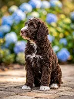 Buddy, a male Labradoodle and Sheepadoodle for sale in Apopka, FL – Photo 2 of 5