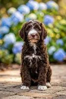 Buddy, a male Labradoodle and Sheepadoodle for sale in Apopka, FL – Photo 3 of 5