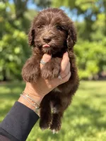 Marty, a male Labradoodle and Sheepadoodle for sale in Apopka, FL – 2 of 8