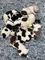 Baby boy, a male Labradoodle for sale in Apopka, FL – 6 of 6
