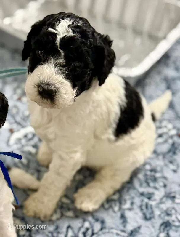 Loki – Labradoodle puppy for sale in Apopka, FL