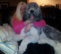 Hazel 1 Boy, a male Sheepadoodle and Double Doodle for sale in Apopka, FL – Photo 6 of 10