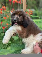 Hazel 1 Boy, a male Sheepadoodle and Double Doodle for sale in Apopka, FL – Photo 2 of 10