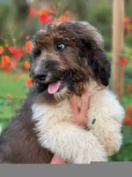 Hazel 1 Boy, a male Sheepadoodle and Double Doodle for sale in Apopka, FL – Photo 8 of 10