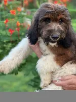 Hazel 1 Boy, a male Sheepadoodle and Double Doodle for sale in Apopka, FL – Photo 3 of 10