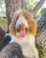 Hazel 1 Boy, a male Sheepadoodle and Double Doodle for sale in Apopka, FL – Photo 4 of 10
