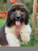 Hazel 1 Boy, a male Sheepadoodle and Double Doodle for sale in Apopka, FL – Photo 1 of 10