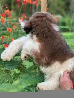 Hazel 1 Boy, a male Sheepadoodle and Double Doodle for sale in Apopka, FL – Photo 5 of 10