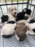 Gamora, a female Labradoodle for sale in Apopka, FL – 4 of 9