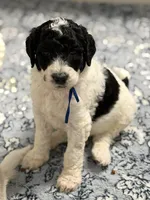 Banner, a male Labradoodle for sale in Apopka, FL – 2 of 6