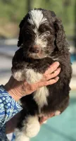 Murphy , a male Labradoodle and Sheepadoodle for sale in Apopka, FL – Photo 6 of 7