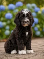 Murphy , a male Labradoodle and Sheepadoodle for sale in Apopka, FL – Photo 4 of 7