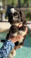 Murphy , a male Labradoodle and Sheepadoodle for sale in Apopka, FL – Photo 5 of 7