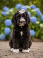 Murphy , a male Labradoodle and Sheepadoodle for sale in Apopka, FL – Photo 1 of 7