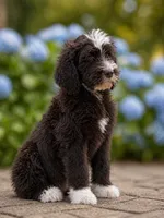 Murphy , a male Labradoodle and Sheepadoodle for sale in Apopka, FL – Photo 3 of 7