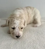 Thor , a male Labradoodle for sale in Apopka, FL – 5 of 7