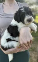 Norman, a male Labradoodle and Sheepadoodle for sale in Apopka, FL – Photo 5 of 6