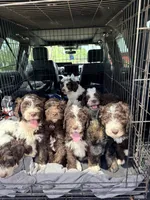 Norman, a male Labradoodle and Sheepadoodle for sale in Apopka, FL – Photo 6 of 6