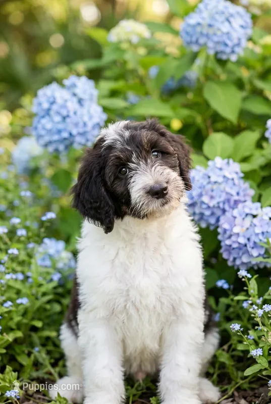 Norman – Labradoodle, Sheepadoodle puppy for sale in Apopka, FL