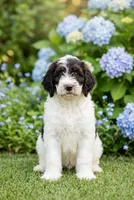Norman, a male Labradoodle and Sheepadoodle for sale in Apopka, FL – Photo 4 of 6