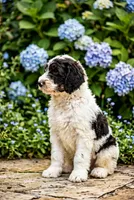 Norman, a male Labradoodle and Sheepadoodle for sale in Apopka, FL – Photo 2 of 6