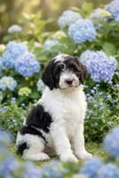 Norman, a male Labradoodle and Sheepadoodle for sale in Apopka, FL – Photo 1 of 6