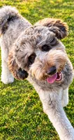 Lorain, a female Labradoodle and Sheepadoodle for sale in Apopka, FL – 7 of 8