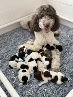 Baby boy, a male Labradoodle for sale in Apopka, FL – 5 of 6