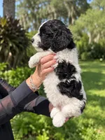 Lorain, a female Labradoodle and Sheepadoodle for sale in Apopka, FL – 4 of 8