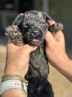 Vita 4 Boy, a male Labradoodle for sale in Apopka, FL – Photo 3 of 10