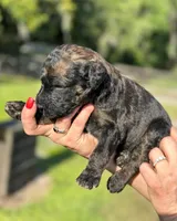 Vita 4 Boy, a male Labradoodle for sale in Apopka, FL – Photo 5 of 10