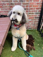 Vita 4 Boy, a male Labradoodle for sale in Apopka, FL – Photo 4 of 10