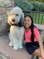 Vita 4 Boy, a male Labradoodle for sale in Apopka, FL – Photo 8 of 10