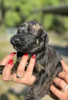 Vita 4 Boy, a male Labradoodle for sale in Apopka, FL – Photo 2 of 10