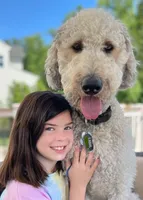 Vita 4 Boy, a male Labradoodle for sale in Apopka, FL – Photo 6 of 10