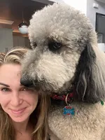 Vita 4 Boy, a male Labradoodle for sale in Apopka, FL – Photo 9 of 10