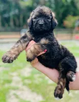 Vita 4 Boy, a male Labradoodle for sale in Apopka, FL – Photo 1 of 10