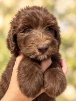 Marty, a male Labradoodle and Sheepadoodle for sale in Apopka, FL – 3 of 8