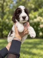 Biff, a male Labradoodle and Sheepadoodle for sale in Apopka, FL – 1 of 7