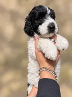 Lorain, a female Labradoodle and Sheepadoodle for sale in Apopka, FL – 2 of 8