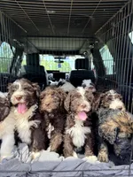 Godiva, a female Labradoodle and Sheepadoodle for sale in Apopka, FL – Photo 5 of 6