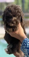 Godiva, a female Labradoodle and Sheepadoodle for sale in Apopka, FL – Photo 6 of 6