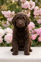 Godiva, a female Labradoodle and Sheepadoodle for sale in Apopka, FL – Photo 4 of 6