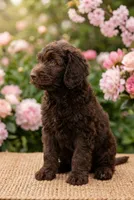 Godiva, a female Labradoodle and Sheepadoodle for sale in Apopka, FL – Photo 3 of 6