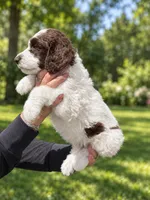 Biff, a male Labradoodle and Sheepadoodle for sale in Apopka, FL – 5 of 7