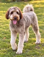 Lorain, a female Labradoodle and Sheepadoodle for sale in Apopka, FL – 8 of 8