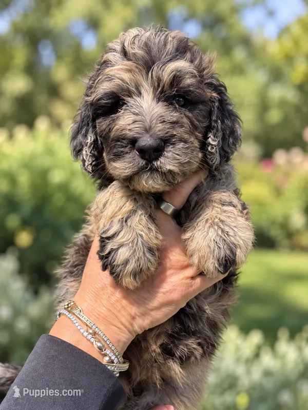 Loni – Labradoodle, Sheepadoodle puppy for sale in Apopka, FL
