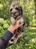 Lani, a female Labradoodle and Sheepadoodle for sale in Apopka, FL – 5 of 7